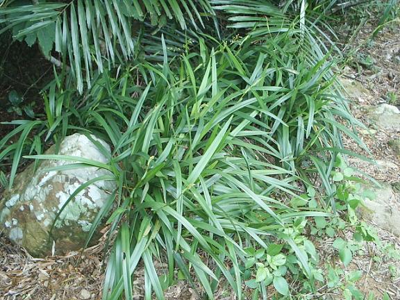 桔梗蘭---山菅蘭